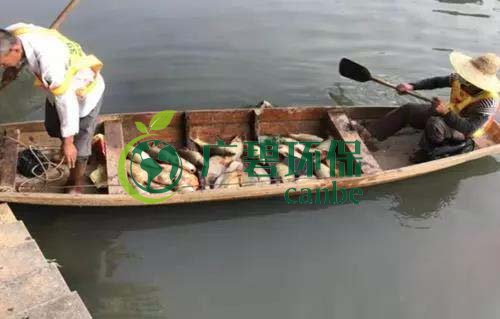廣州旺旺食品廢水直排，永和河大量魚類死亡(圖1)